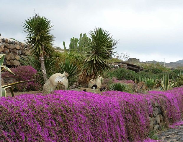Chia 2