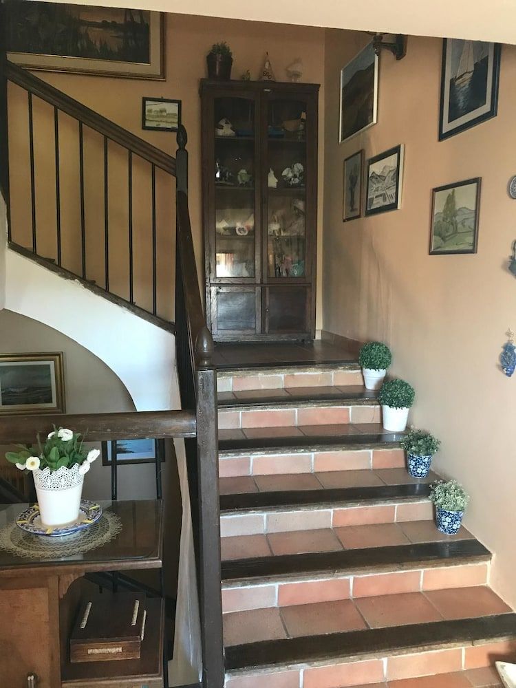 El Olivo de Sansol 1