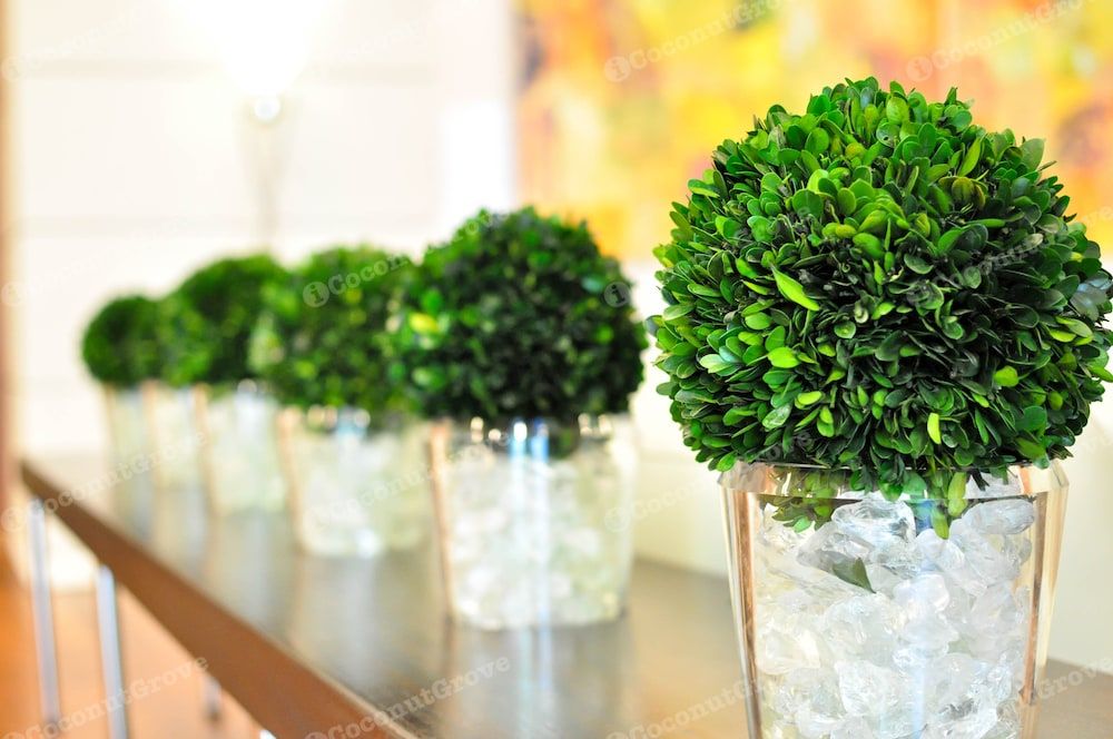 iCoconutGrove- Luxurious Vacation Rentals in Coconut Grove 2