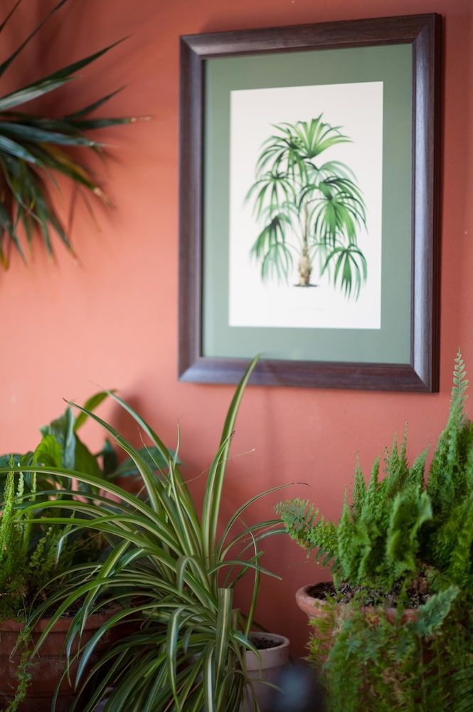 Las Palmeras del Califa 2