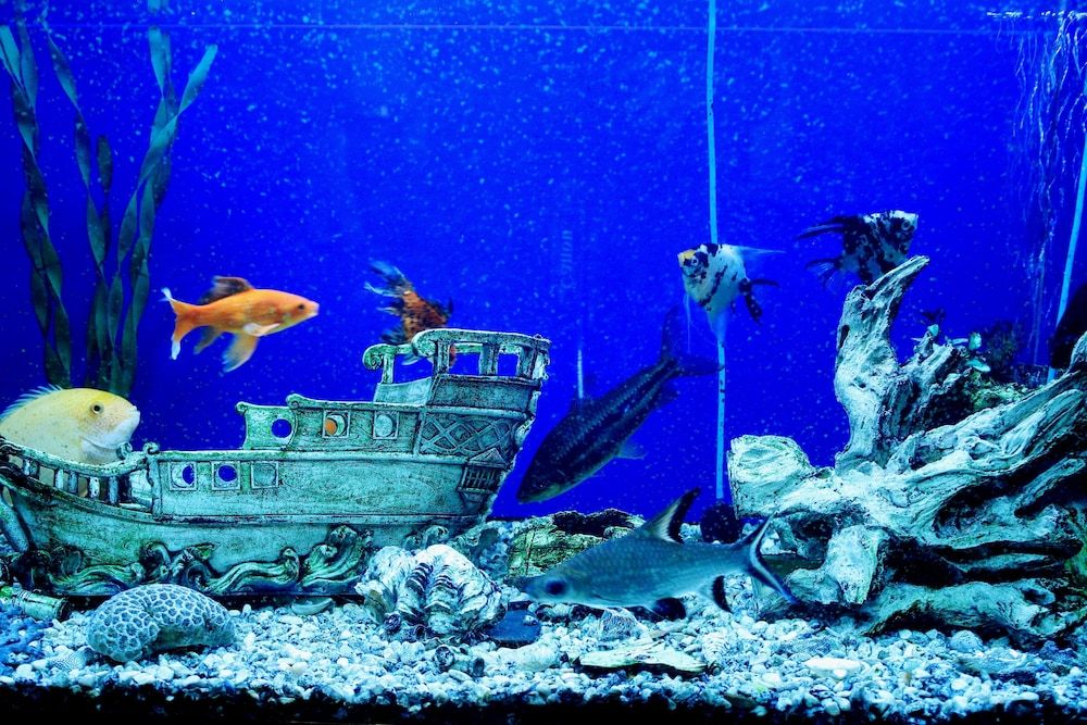 Sea Princess Motel 2