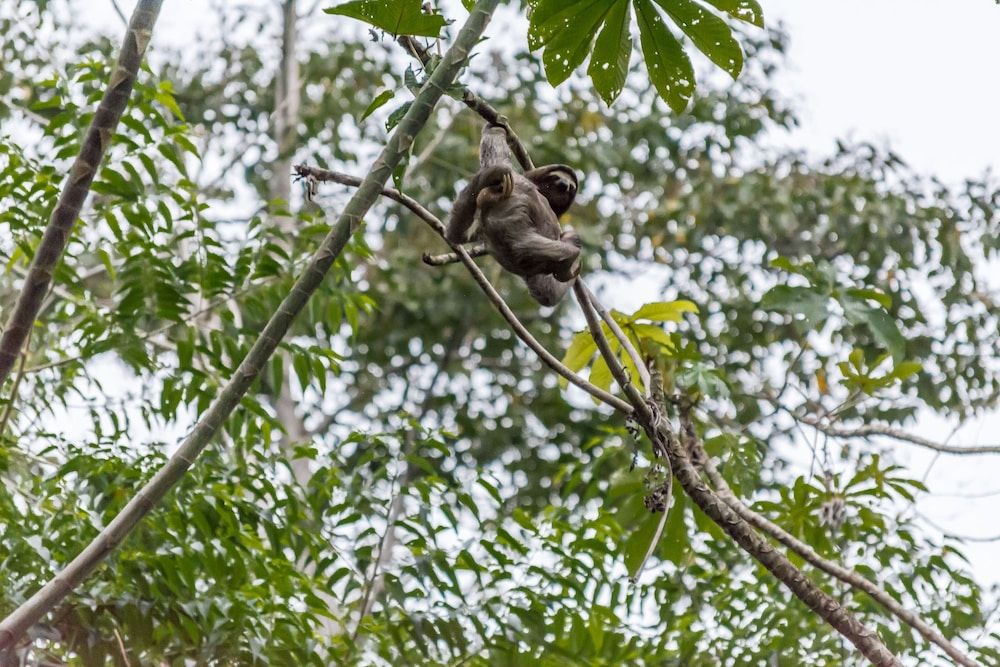 Cariblue Beach and Jungle Resort 3
