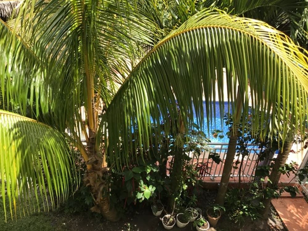 Apartment With one Bedroom in Le Lamentin, With Private Pool, Enclosed Garden and Wifi - 6 km From the Beach