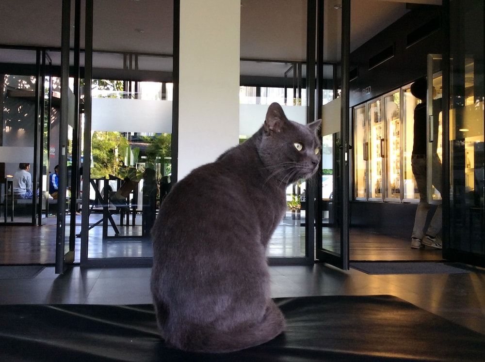 BED Phrasingh - Adult Only 2