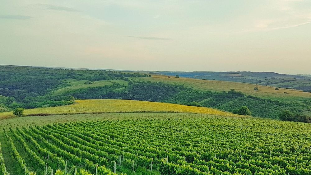 Seven Generations Winery Hotel & SPA 4 estrelas em Mechka