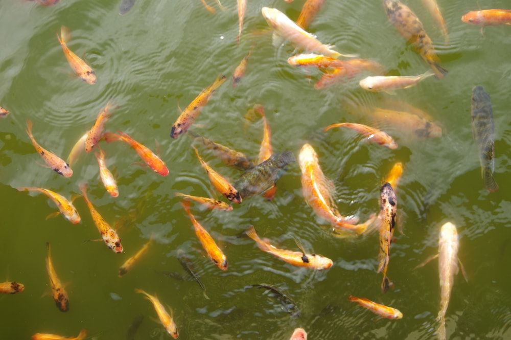 The Westlake Hotel & Resort Yogyakarta 2