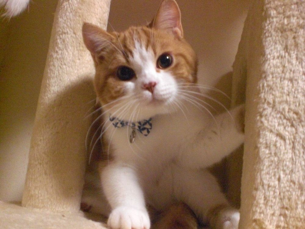 Petit Hotel Anise Garden 3