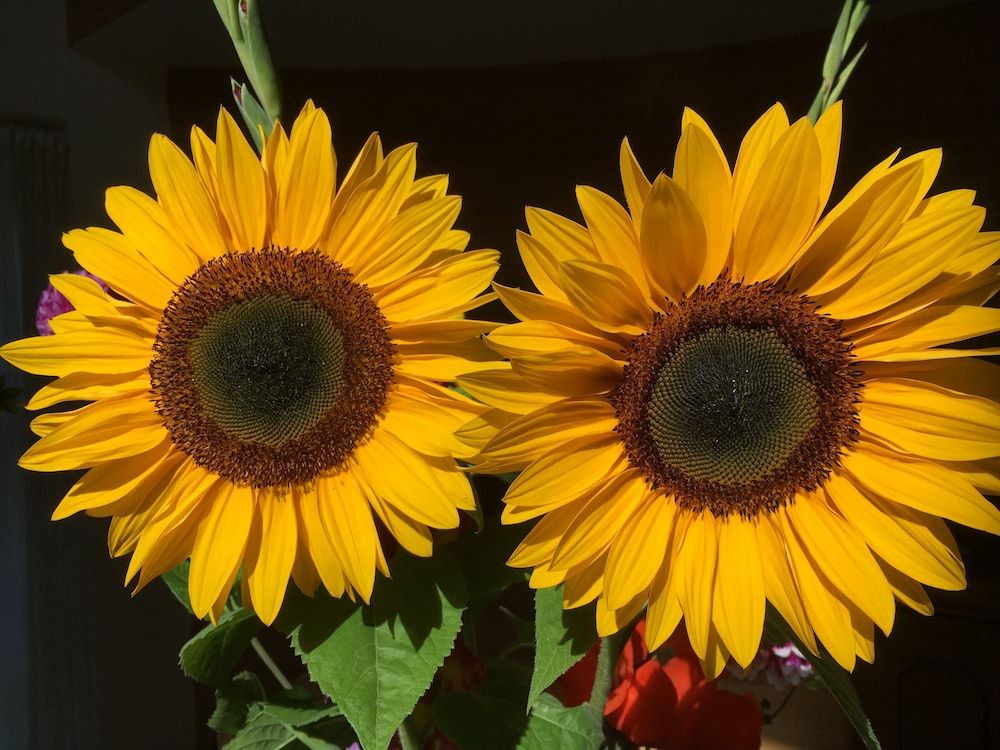 Helts B&B / Helts Guesthouse 3