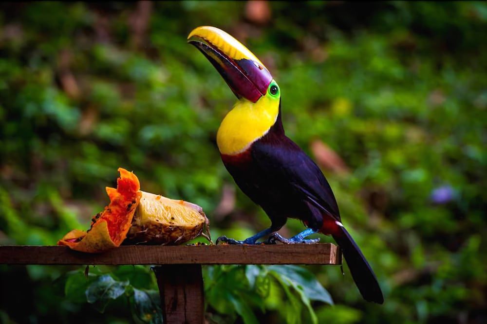 Drake Bay Paradise Lodge