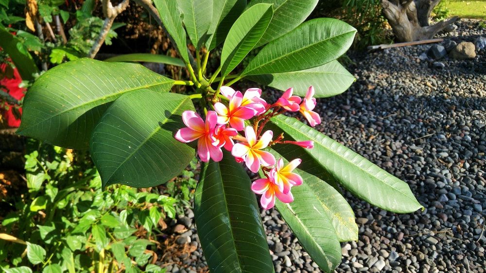 The Villas Tejakula 2