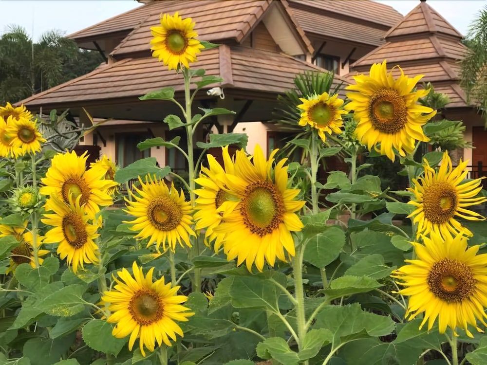 Papai Country Lodge SHA by ZUZU 2