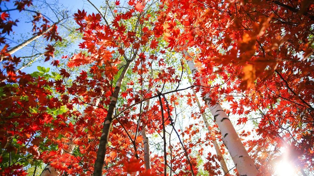 Holiday Inn Changbaishan Suites