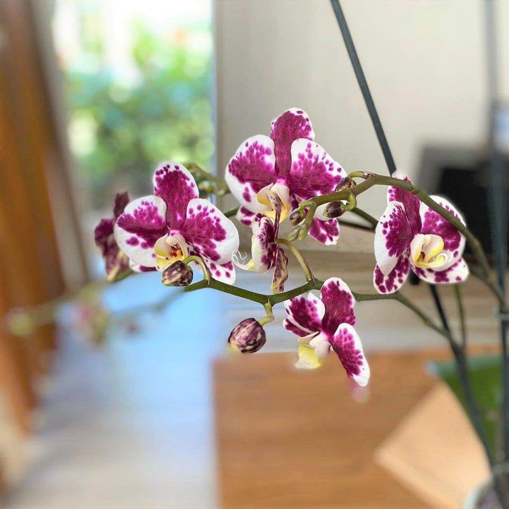 Breathless Punta Cana Resort & Spa - Adults Only - All Inclusive 3