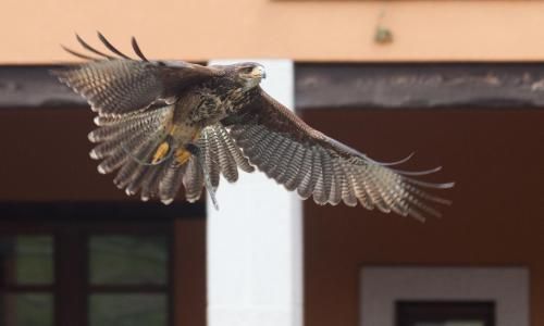 Hotel Rural Yeguada Albeitar 2