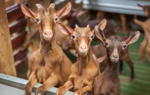 Hotel Rural Yeguada Albeitar 3