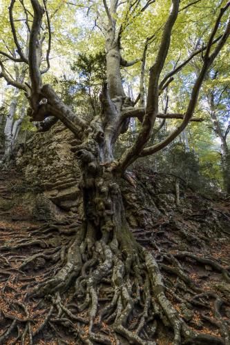 Hostatgeria Sant Jaume 2
