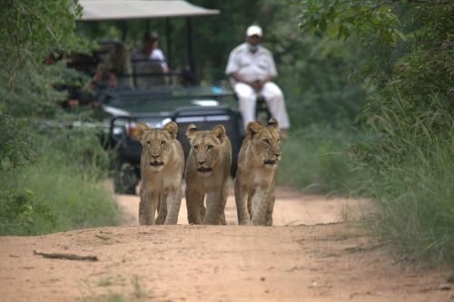 Karongwe- Shiduli Safari Lodge 4 estrellas en Hoedspruit