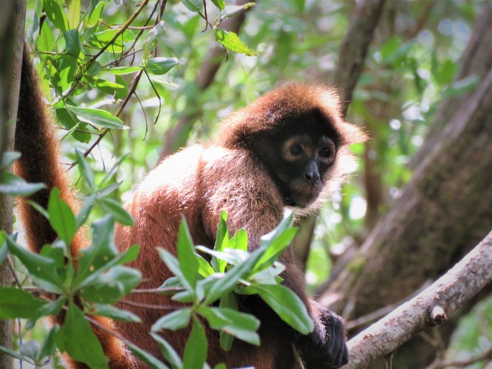 Chosa Manglar Nature Retreat 1