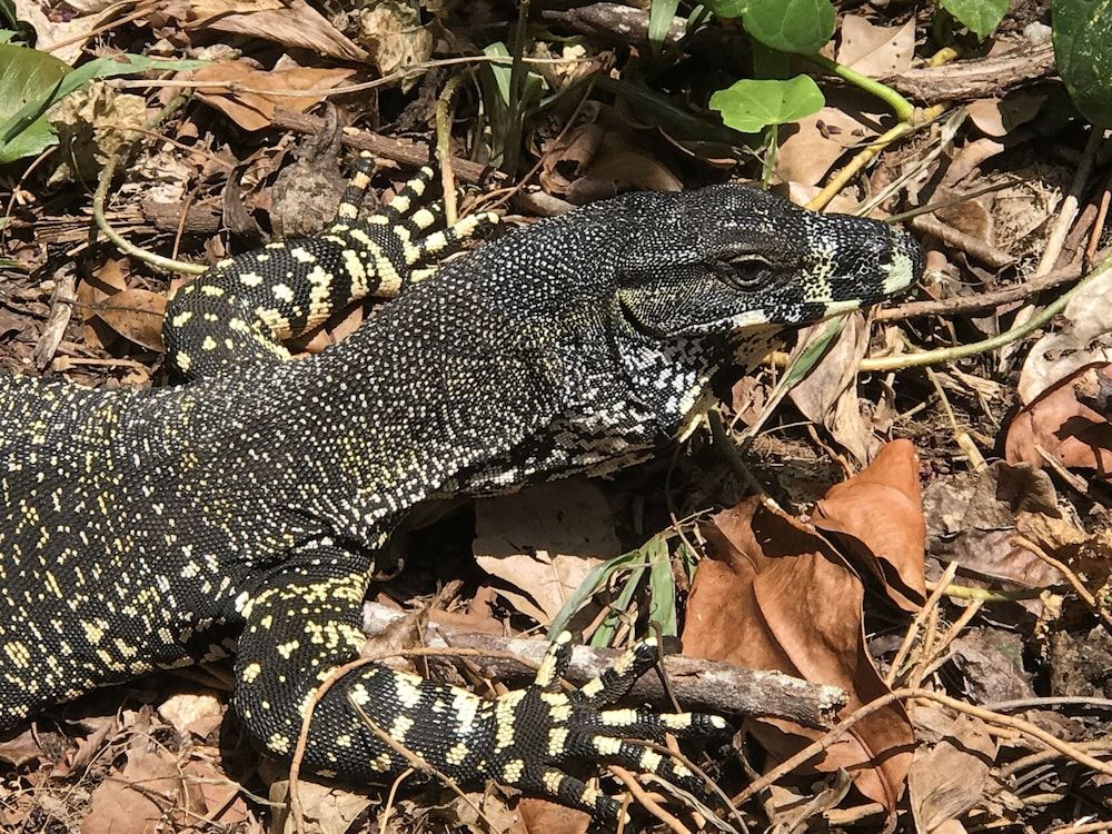 Daintree Crocodylus 2