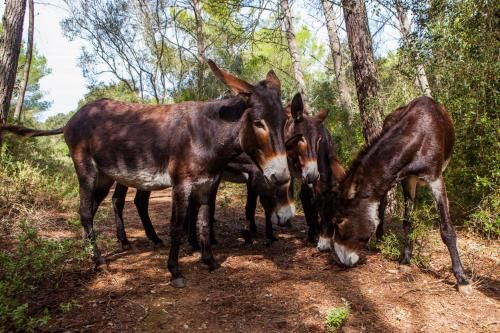 Oliver Moragues Grandhouse & Vineyard 2