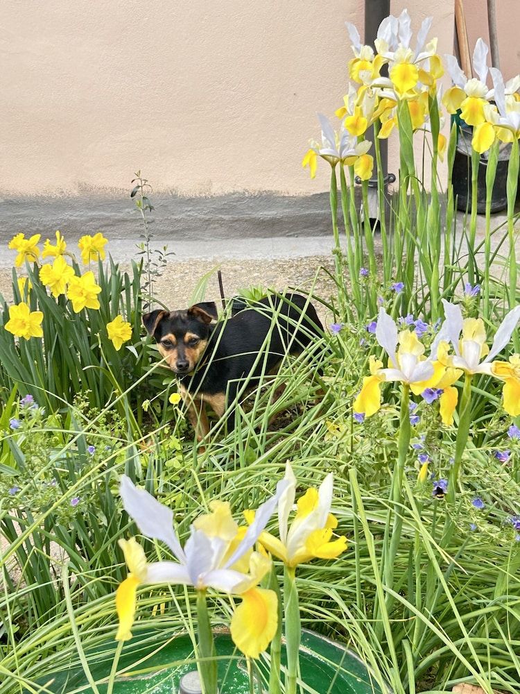 Bed and Breakfast L'Abete 1