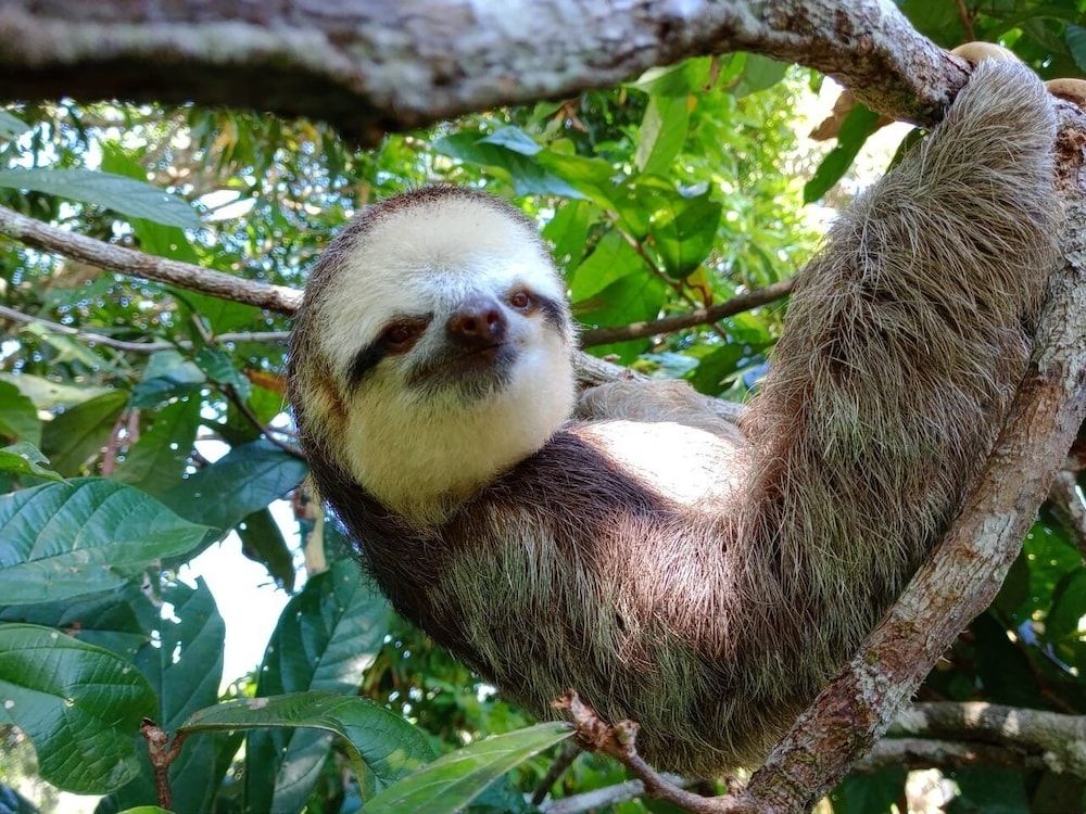 Mermaid Hotel Amazon 3