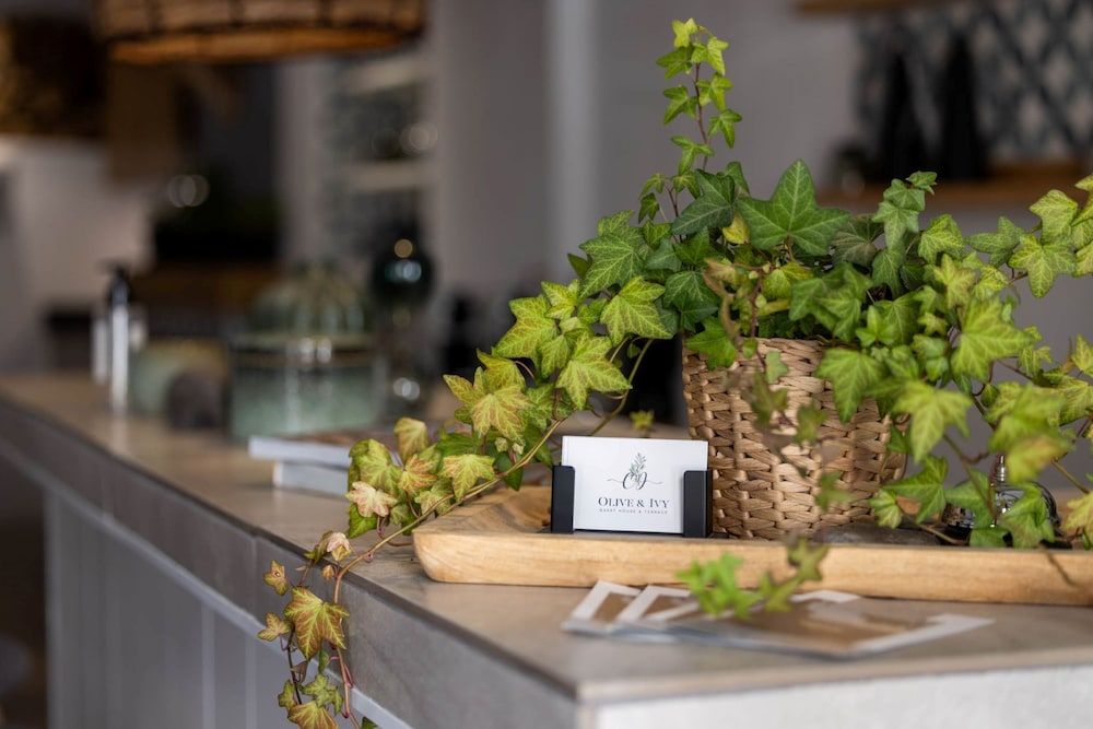 Olive & Ivy Guest House 2