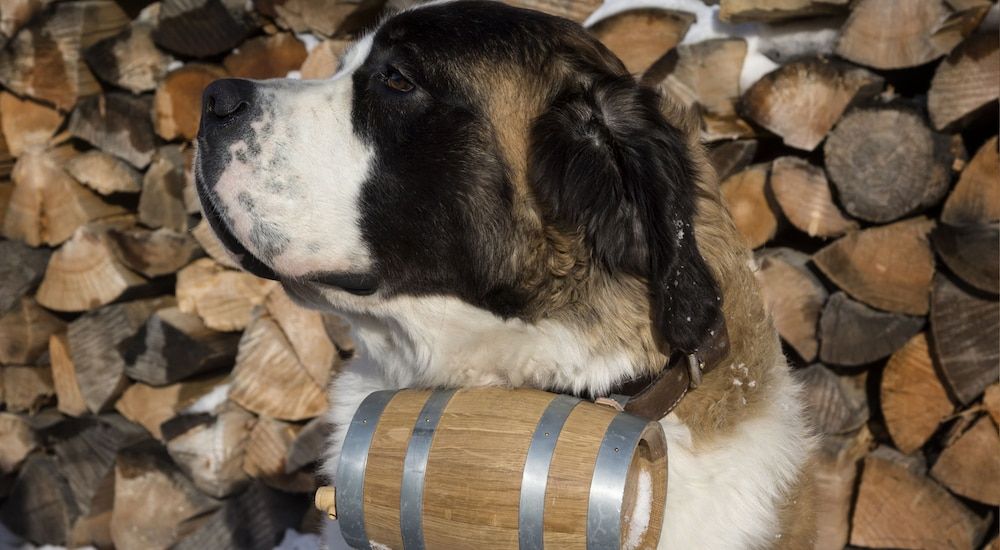 Hôtel Le Loup Blanc 2