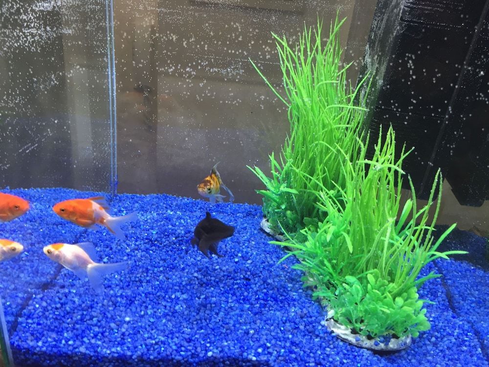 Il Giardino di Adriana 3