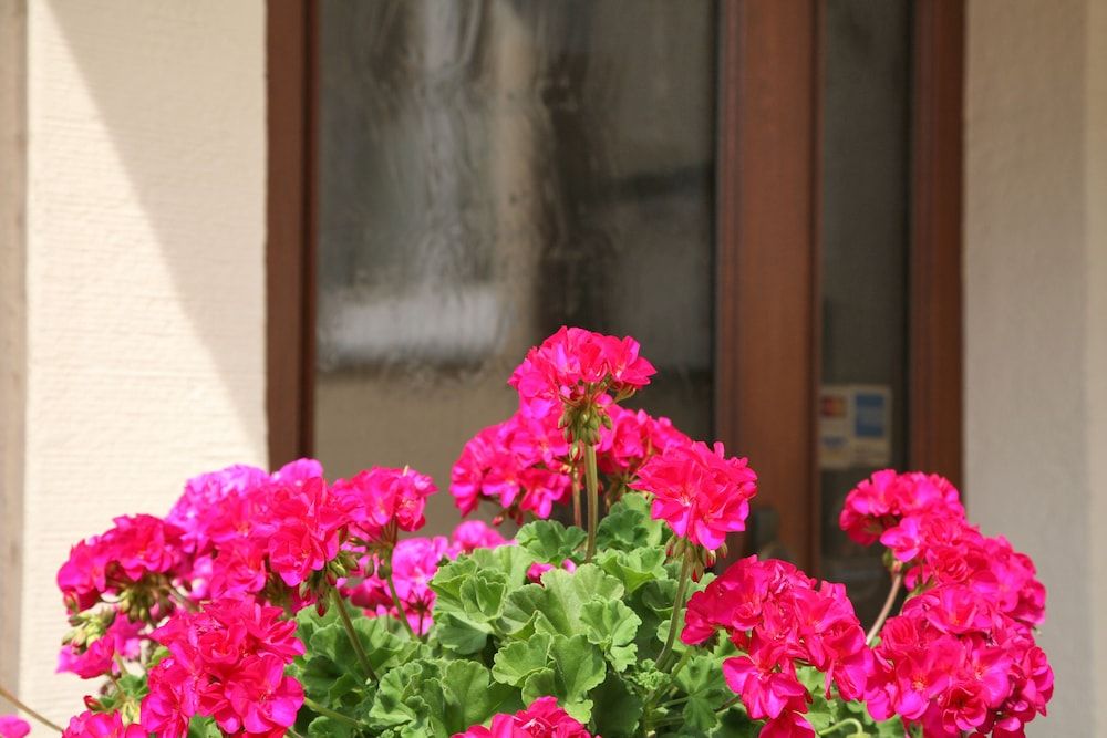 Hotel An der Altstadt 2