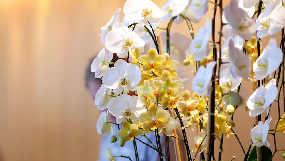 Express Inn Newport News 3