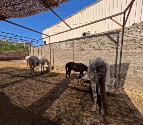 Dolphin Continental Hotel 2