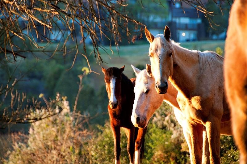Drakensberg Sun 4 estrelas em Winterton