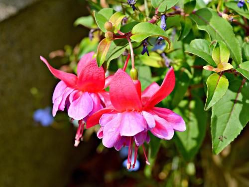 Kiltariff Hall Country House 2