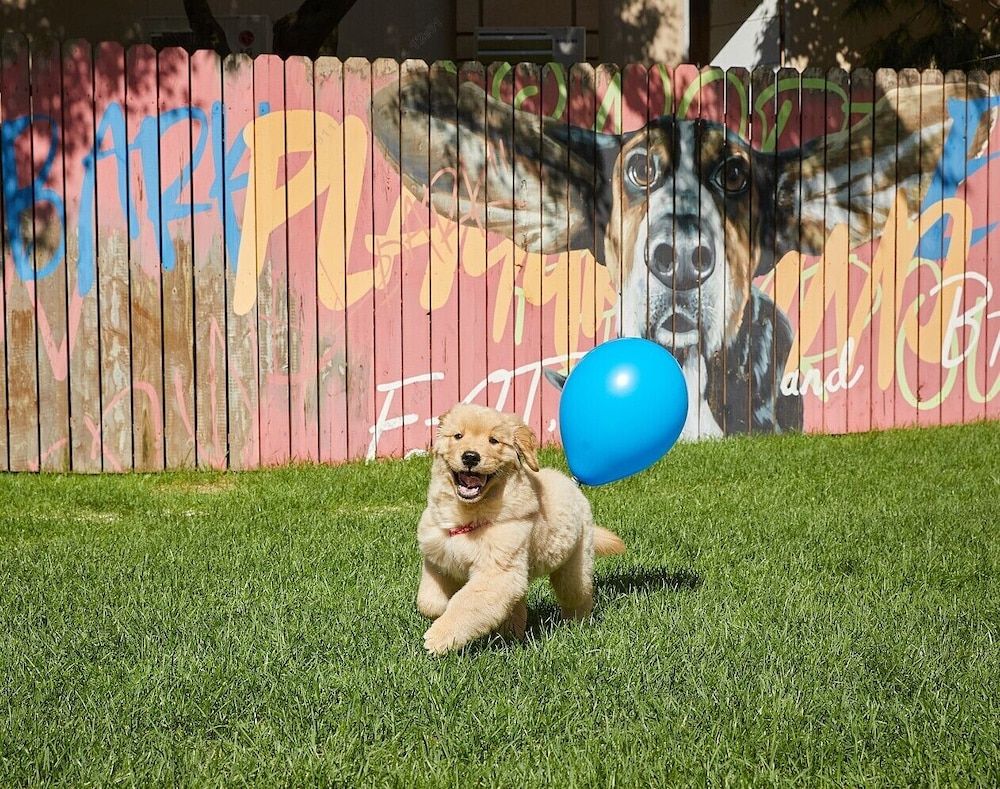 Sono Pet Clubs & Resorts VivaldiPark