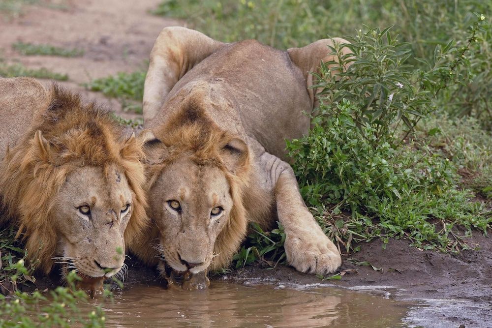 Amakhosi Safari Lodge and SPA