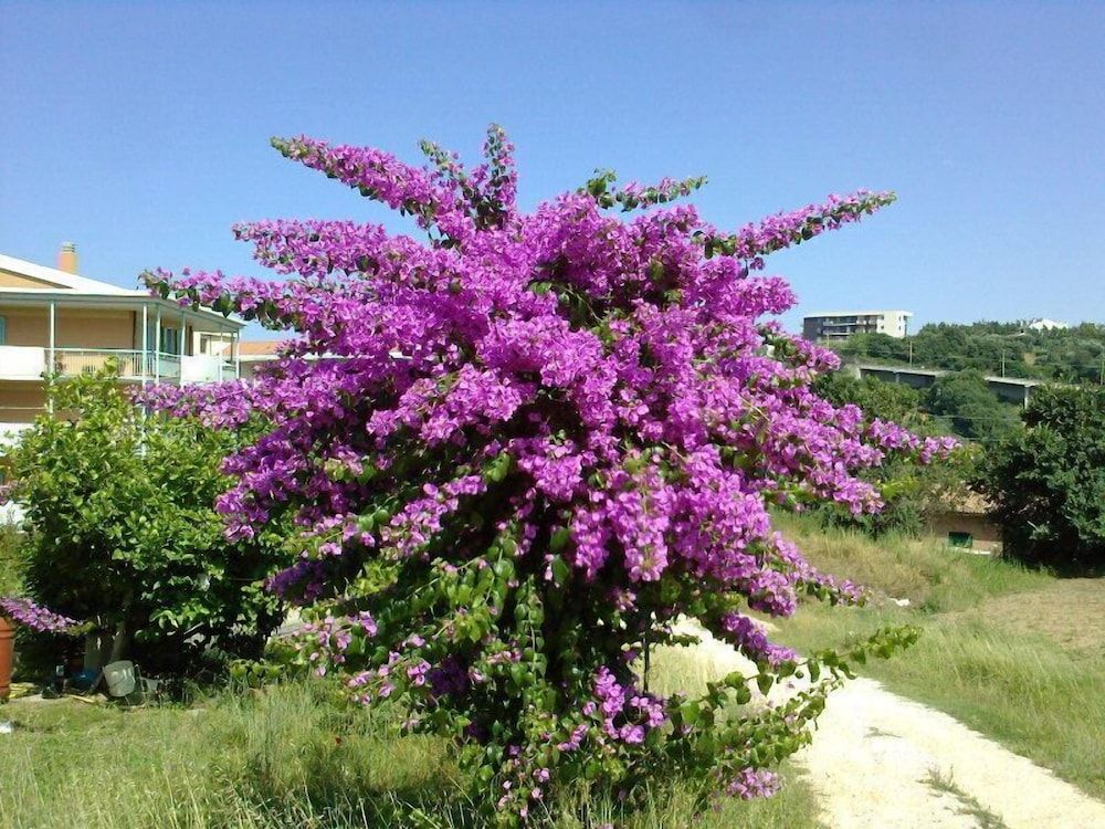 Le ACACIE rooms ( ex B&B )