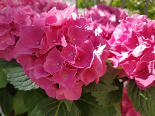 Apartments Silvija 2