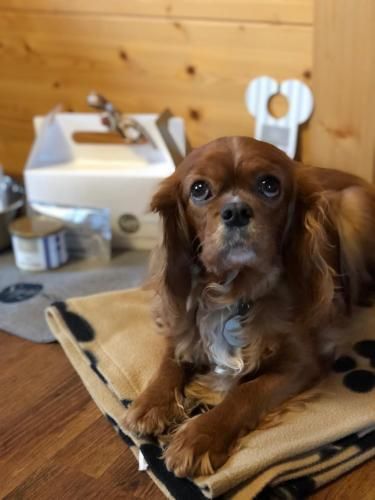 Sapia Hotel St. Fridolin 3