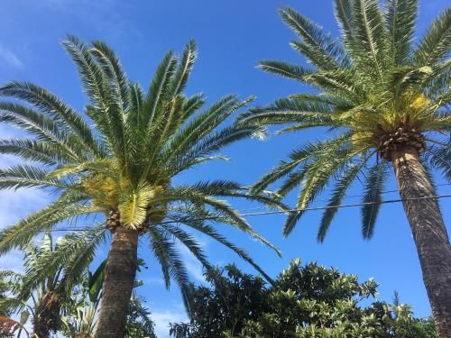 Hotel Antonio Conil 3