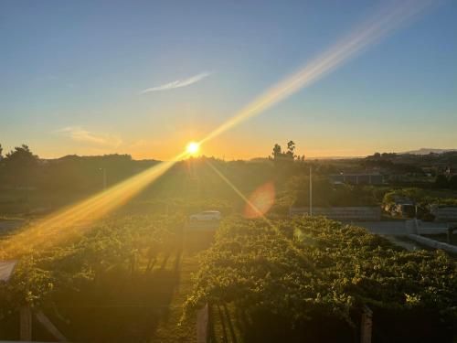 Habitación deluxe rodeada de viñedos 3