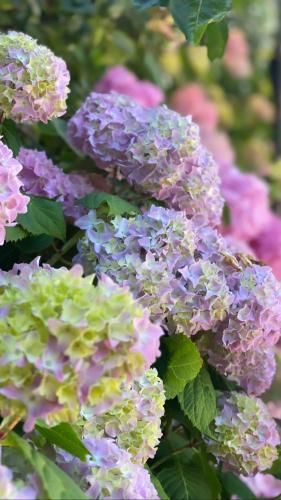 De Roos Leeuwarden 3