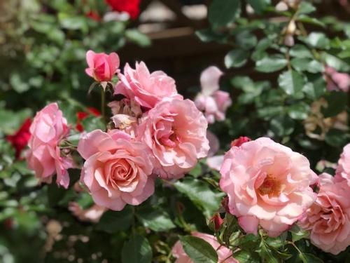 Les Belles Terrasses 3