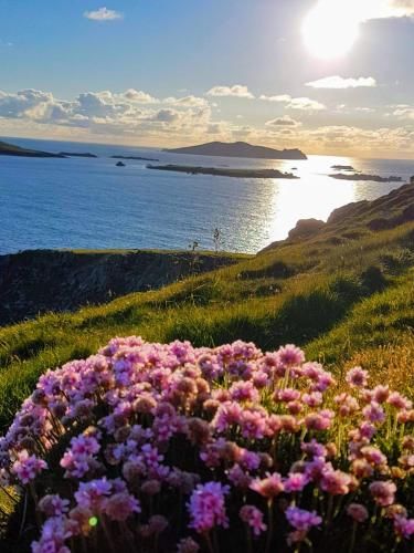 The Plough B&B 3 estrellas en Dingle