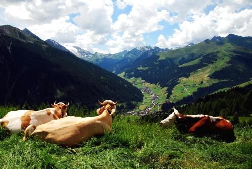 Hotel Garni Forelle 2