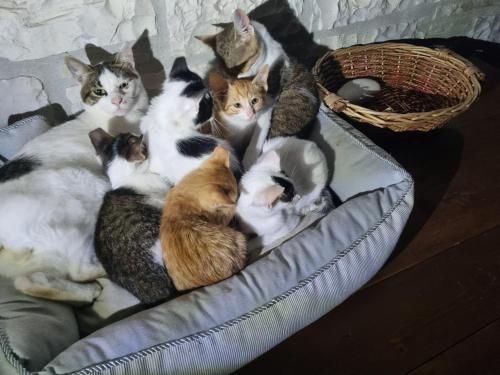 Traditional Guesthouse Marousio 3