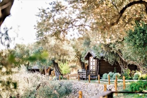 Holiday Park Olive Tree 3