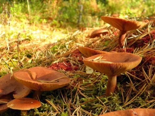 Loikansaari Lomamökit Holiday Cottages 2