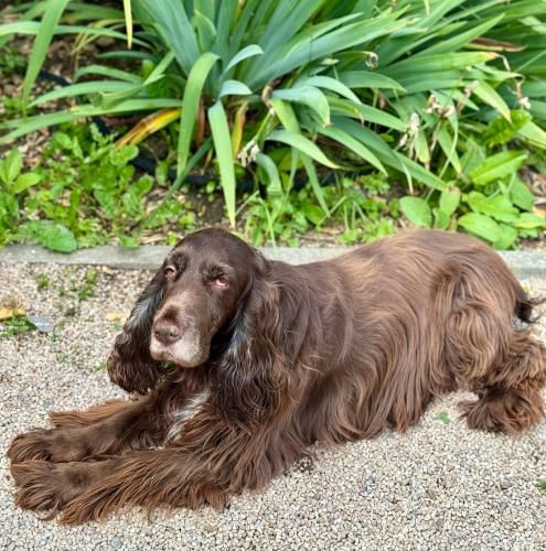 Le Castel Cabourg hôtel & SPA- Restaurant La Calypso 2