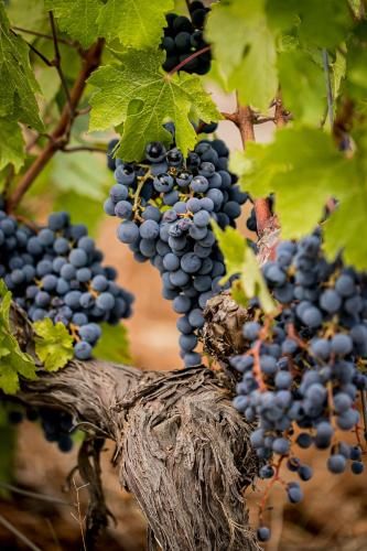 Domaine Rabiega - Vineyard and Boutique hotel 3